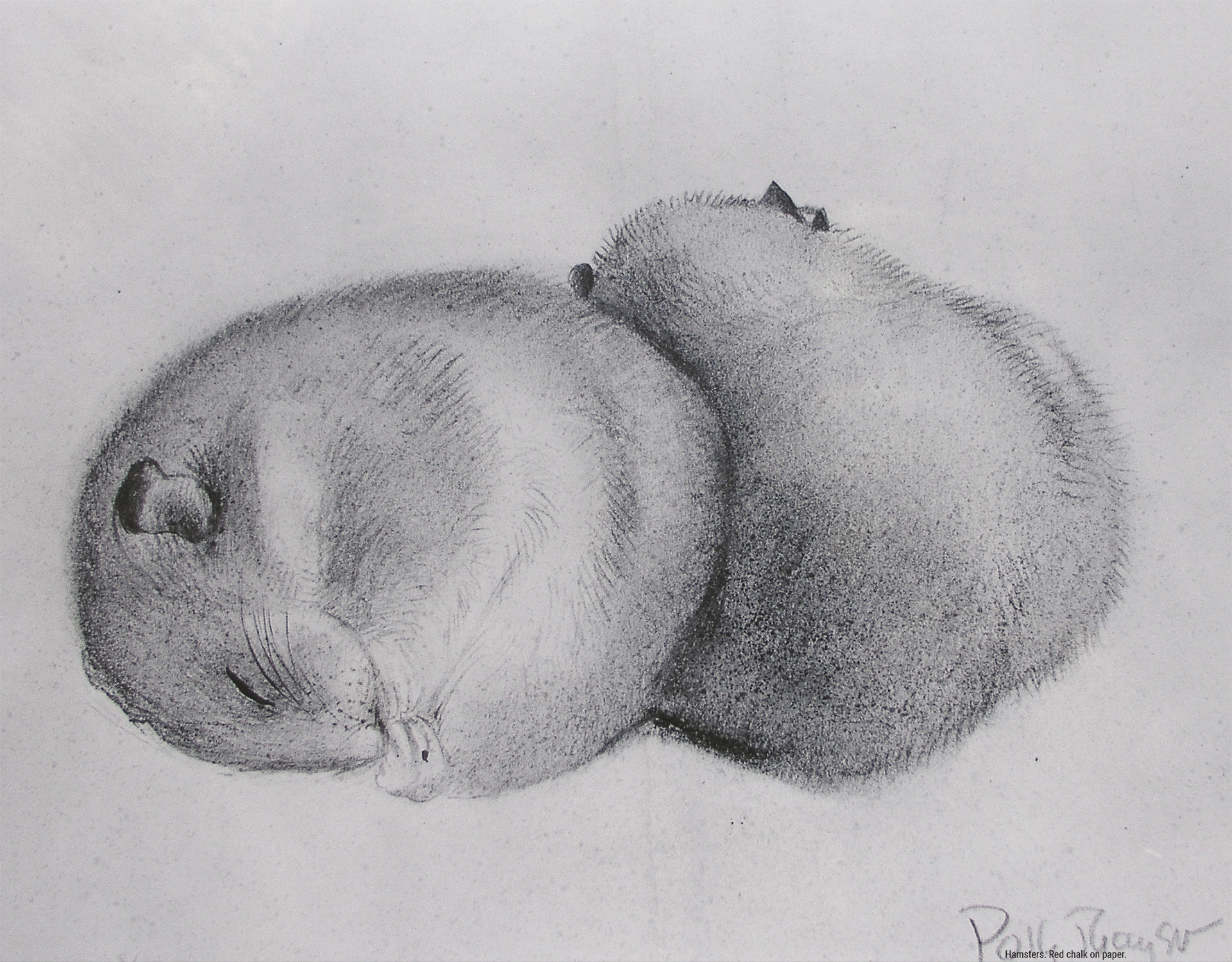 Hamsters. Red chalk on paper.
