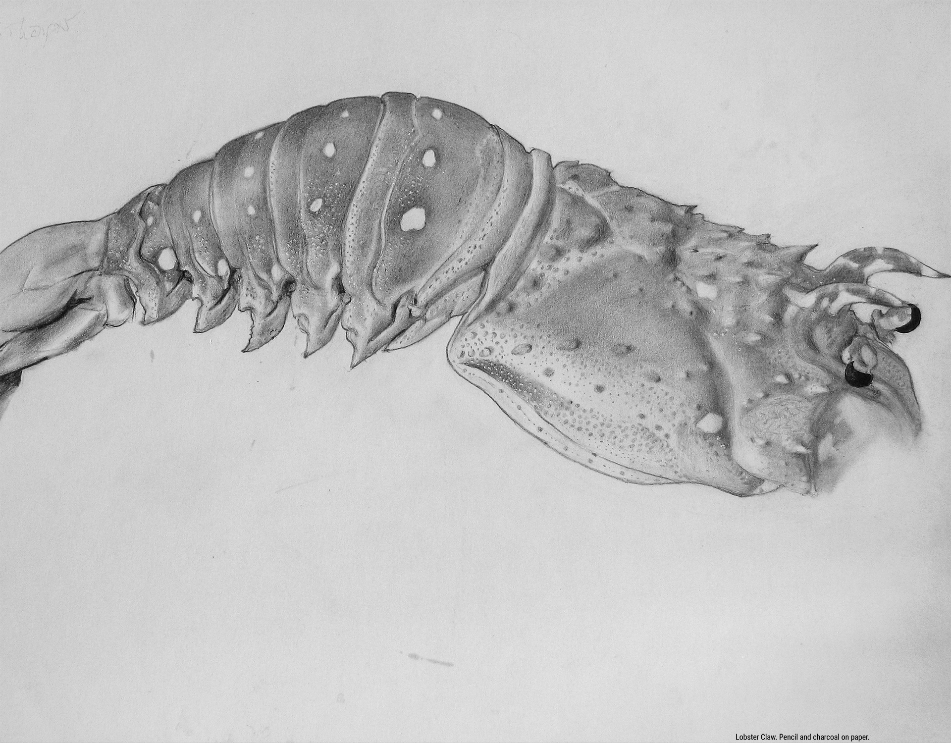 Lobster Claw. Pencil and charcoal on paper.