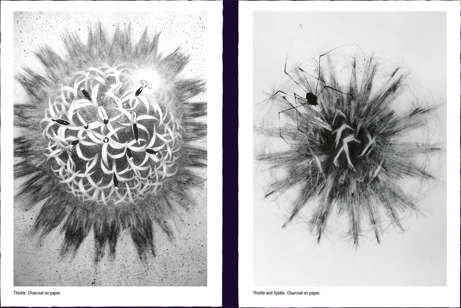 Two flower paintings. (1) Thistle. Charcoal on paper. (2) Thistle and Spider. Charcoal on paper.