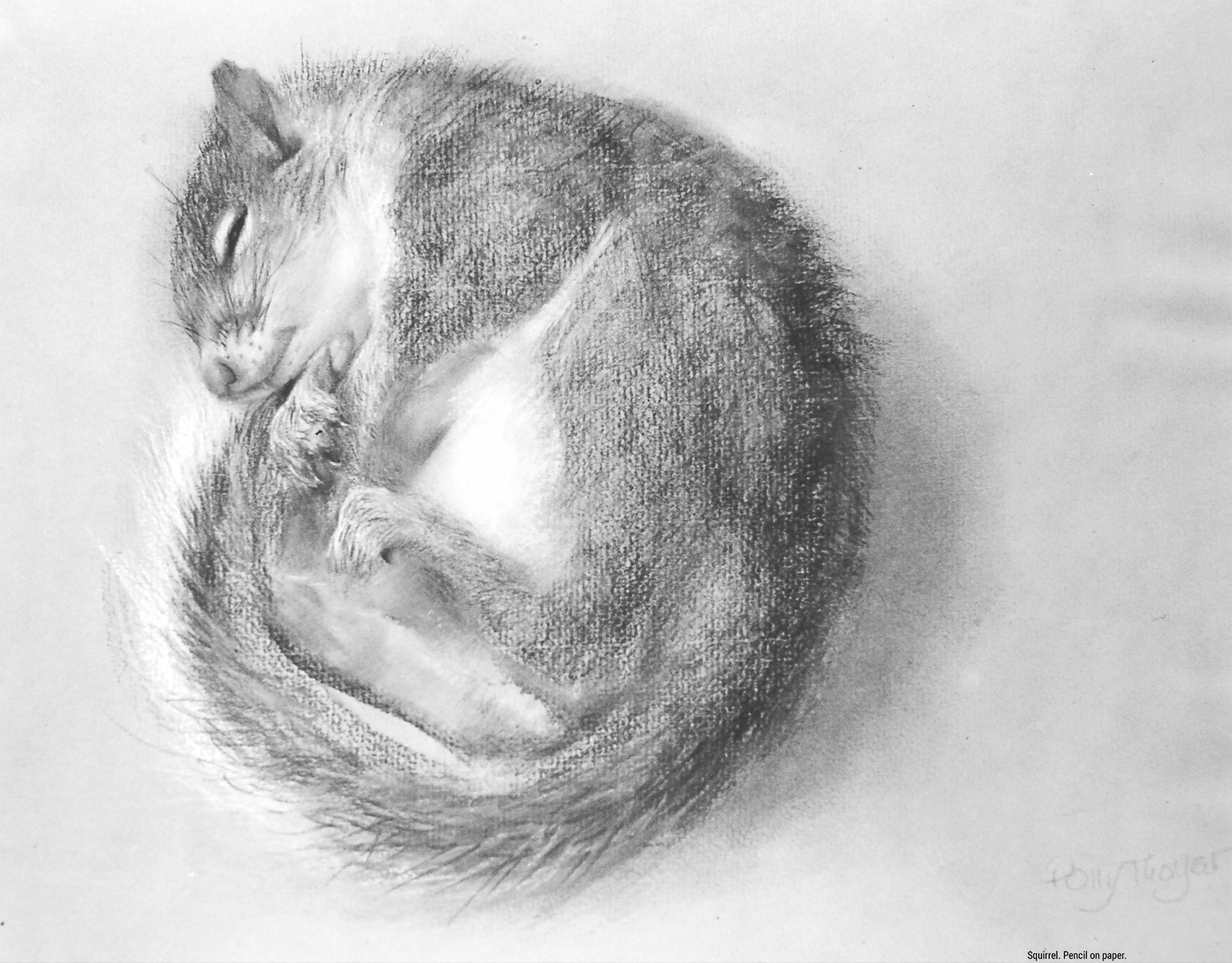 Squirrel. Pencil on paper.